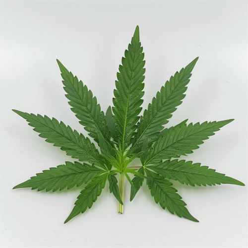 THC Cannabis Blatt