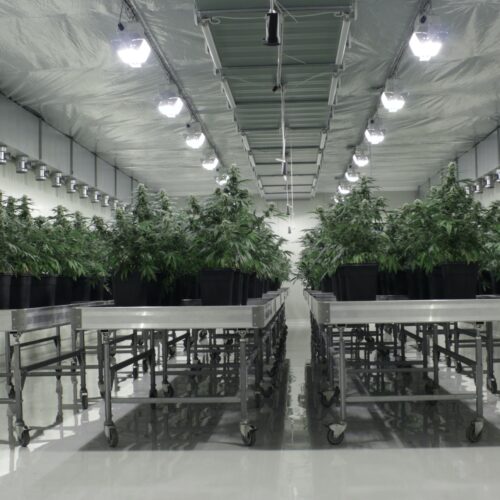 TB Farming AG Qualitäts-Cannabisproduktion