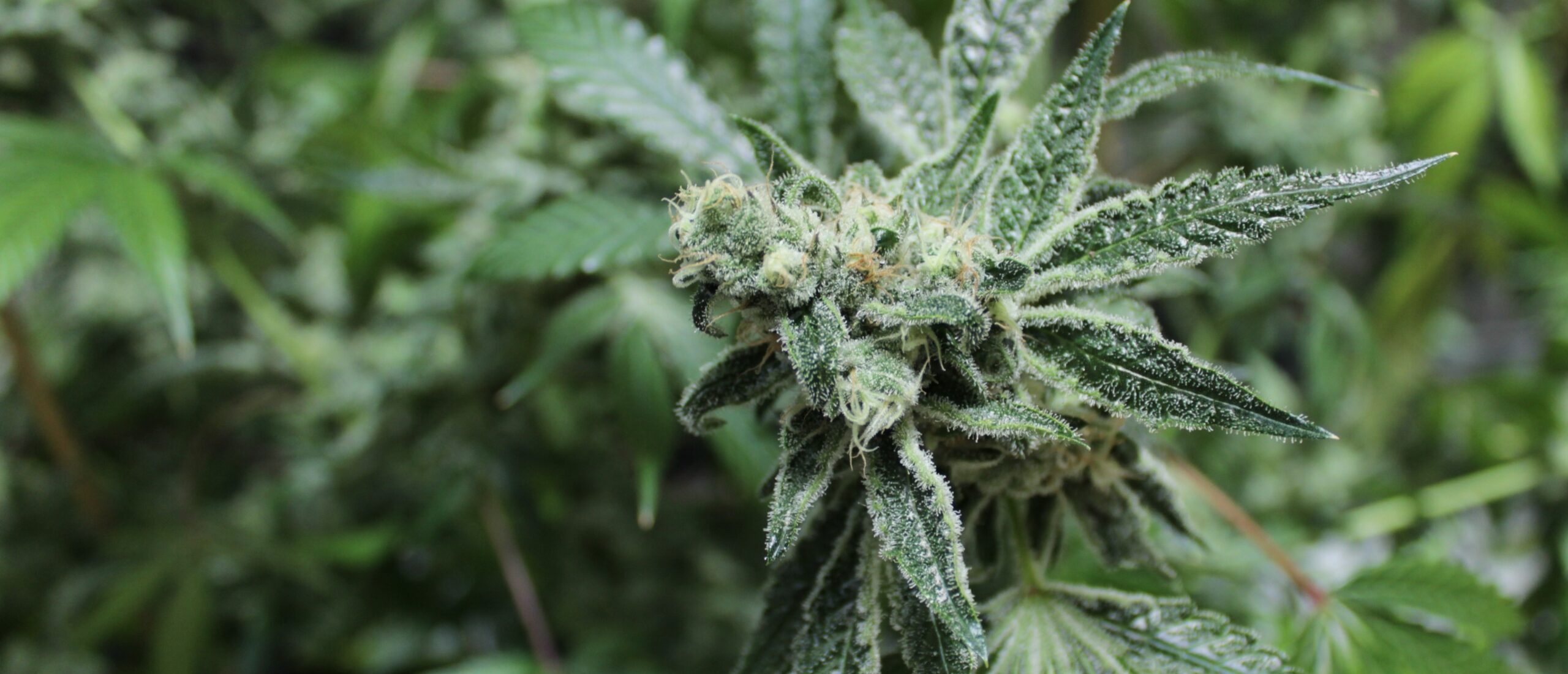 Cannabis Bud von TB Farming AG