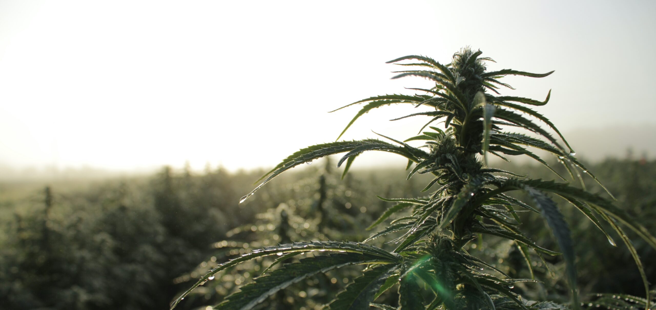 Outdoor Cannabis auf einem Feld der TB Farming AG