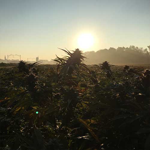 Cannabis Outdoor - Sonnenaufgang im Cannabisfeld - TB Farming AG